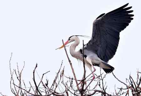 似大鹏展翅（苍鹭）