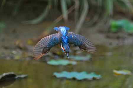 最喜欢的一张飞版小翠