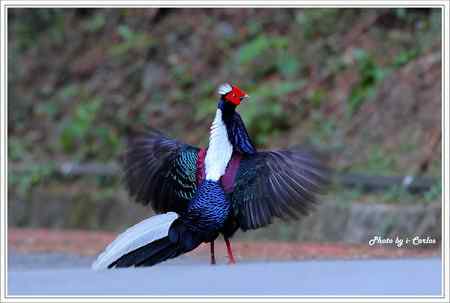 台中大雪山瑰寶——蓝腹鹇、帝雉