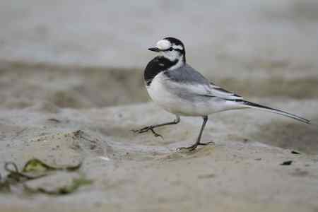 原画幅的白鹡鸰