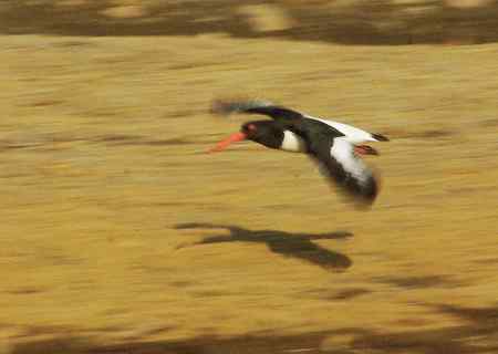 砺鹬 熬过漫长的冬季