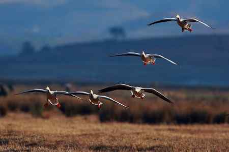 草海斑头雁魅力高清晰组图