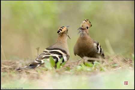 今天的戴胜（基本原画幅）