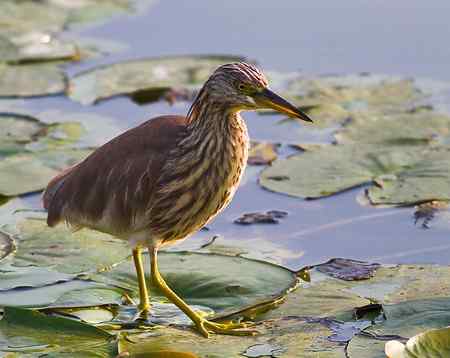 池鹭  寻鱼，像是鬼子进村！
