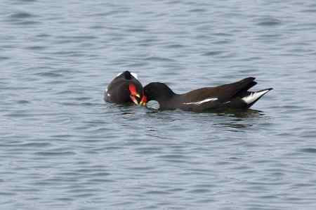 黑水鸡将爱情进行到底