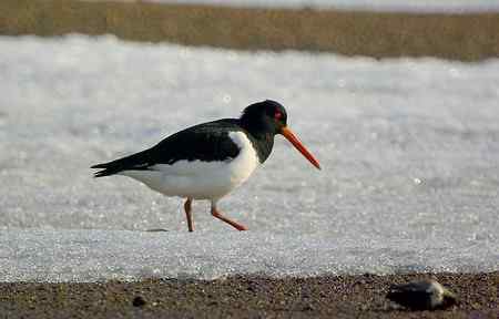 砺鹬 熬过漫长的冬季 砺鹬 熬过漫长的冬季