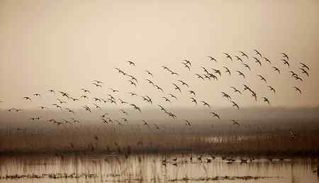 在天津大港湿地拍鸟观鸟