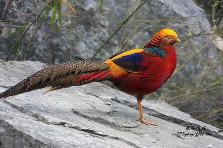 下午5点以后去找“鸡”