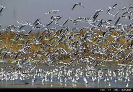 天福野鸟摄影 回放 天福野鸟摄影 回放