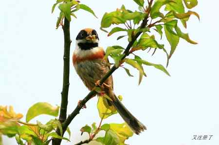 红头长尾山雀 最忙碌的季节