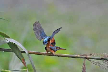 翠鸟的甜蜜爱情
