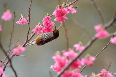 各种花與鳥 天然花鸟图