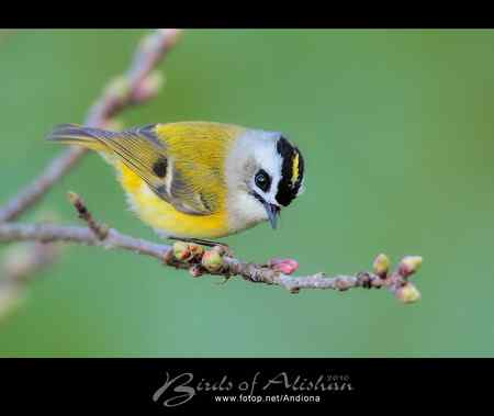 火冠戴菊 Taiwan Firecrest
