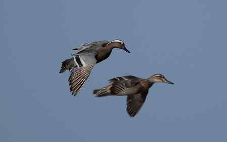 一组飞翔版白眉野鸭