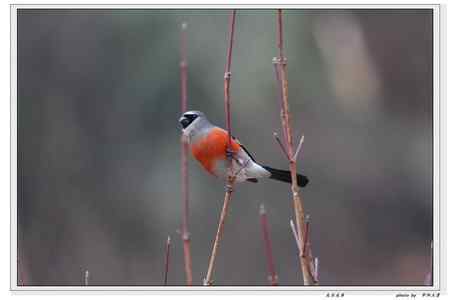 秦岭地区的小林鸟