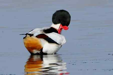 翘鼻麻鸭的故事