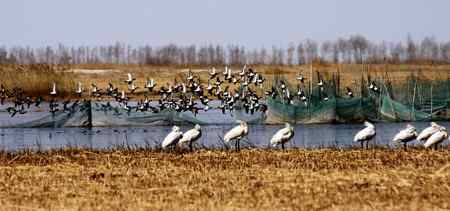 琵琶鹭及侯鸟已飞回向海
