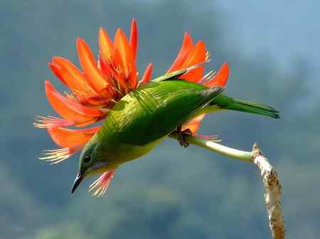 鸟网2010年第一季度精彩鸟图大回放！