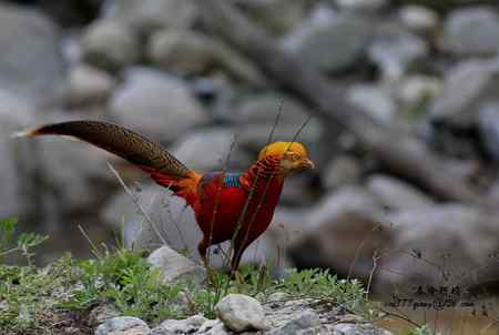 下午5点以后去找“鸡”