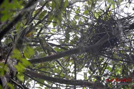 柳州发现海南鳽