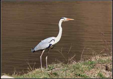 陕西观鸟会铜川观鸟，拍鸟印象