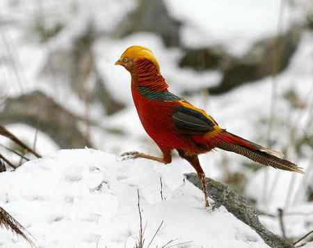 红腹锦鸡报晓贺新春 红腹锦鸡报晓贺新春