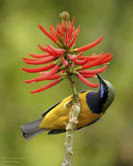 香港山林间的橙腹葉鵯 香港山林间的橙腹葉鵯