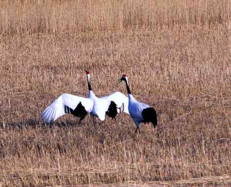 仙鹤交尾(交配)一组镜头