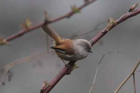 四种不易分辨的雀鹛