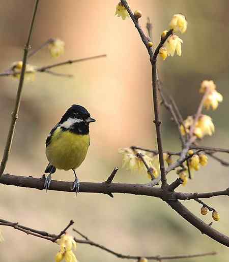 黄腹山雀高清晰照片一组