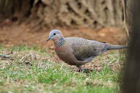 红尾巴鸟钻进灌木丛：灰头鹀回来了！