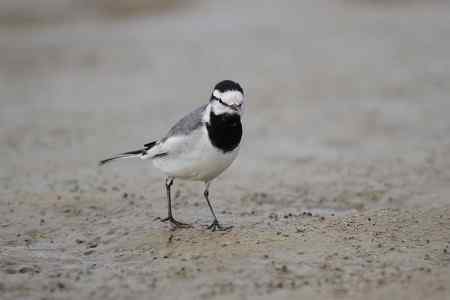 原画幅的白鹡鸰