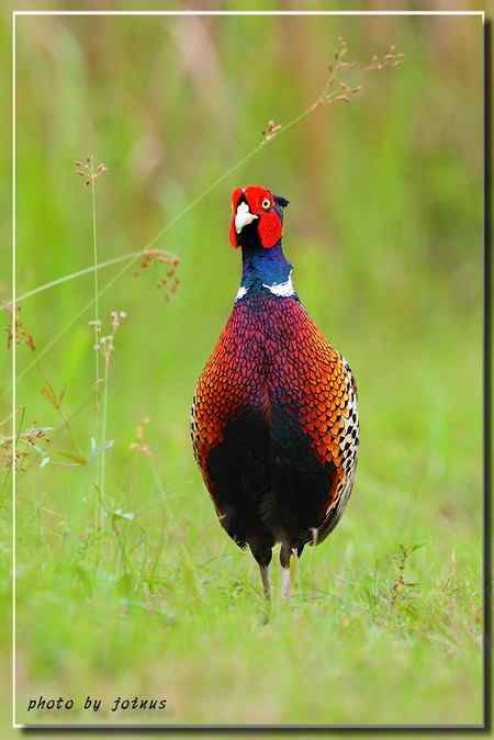 環頸雉【组图】