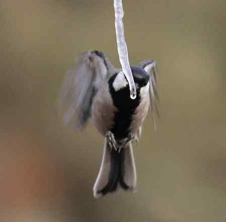 大山雀完美悬飞吃冰棍！