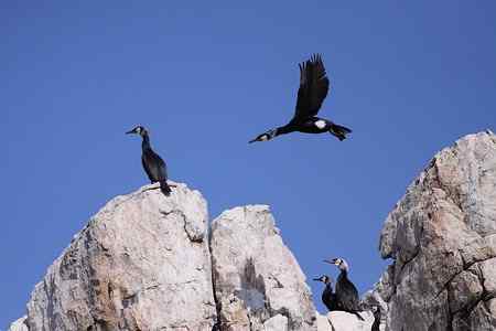 辽宁的春天鸟——海鸬鹚