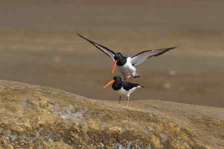 蛎鹬春天的故事