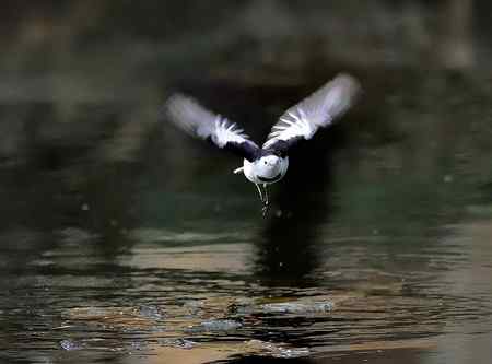 白鹡鸰鸟儿悬停