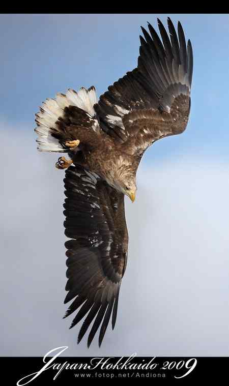日本北海道白尾海鵰