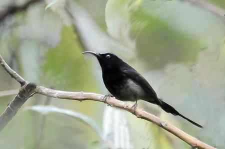 云南的百花岭是鸟的天堂