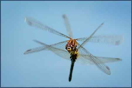 两只蜻蜓——飞行版