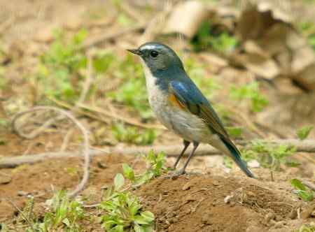 林场的红胁蓝尾鸲