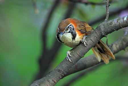 黑领噪鹛与樱花