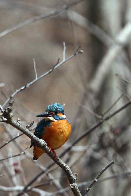 狩猎危害极危种黄颊麦鸡