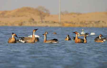 鸿雁和白天鹅的和谐相处-----让我敬慕