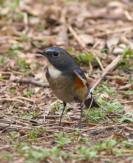 红胁兰尾鸲（男的）