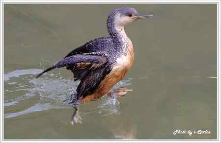 罕见稀有的紅喉潛鳥竟然造访宝岛台湾 罕见稀有的紅喉潛鳥竟然造访宝岛台湾