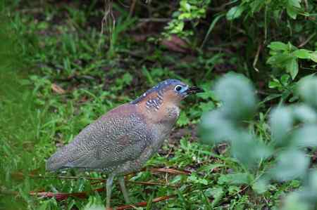 黑冠鳽喜在灌丛中