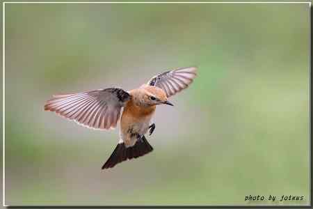 漠即鳥 台湾迷鸟