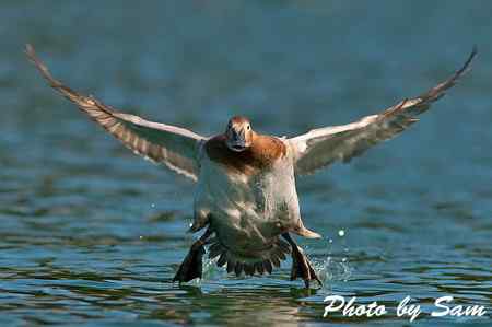 帆背潛鴨 Canvasback