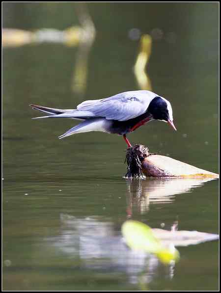 今天收获颇多 发几张综合鸟图 请拍砖！
